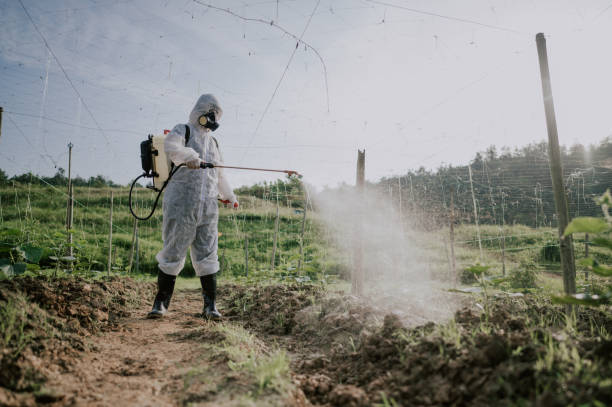 Best Termite Control Services  in Santa Ynez, CA