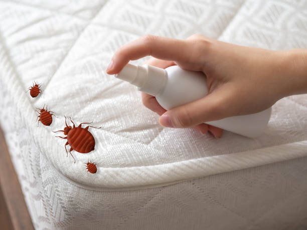 Best Local Pest Control Services  in Santa Ynez, CA