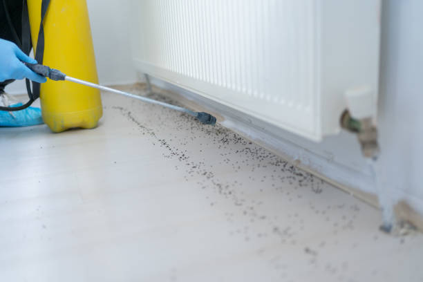 Best Flea Control Services  in Santa Ynez, CA